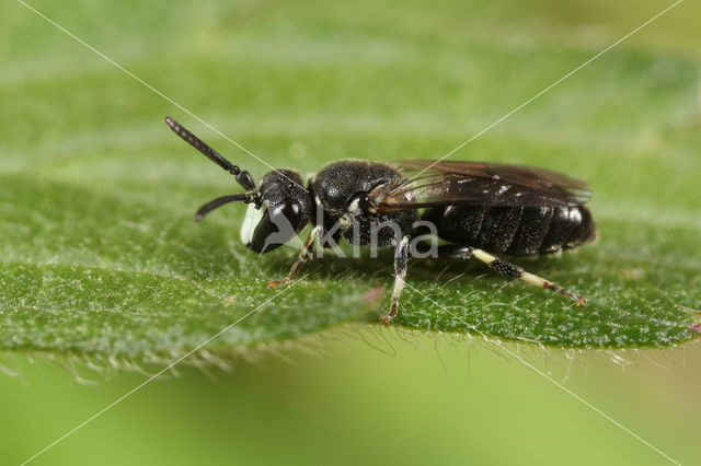 Hylaeus angustatus