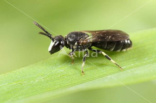 Hylaeus angustatus