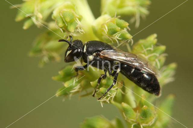 Hylaeus signatus