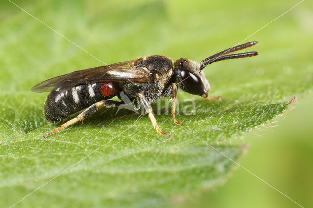 Lasioglossum interruptum