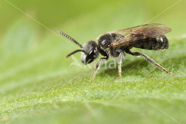 Lasioglossum quadrisignatum