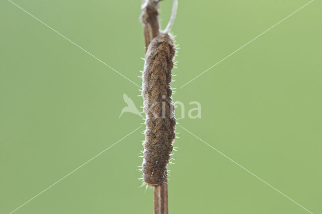 Mottled Rustic (Caradrina morpheus)