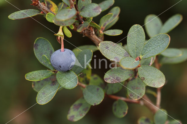 Bog Bilberry (Vaccinium uliginosum)