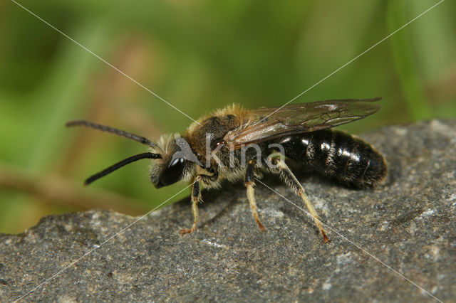 Gedoornde groefbij (Lasioglossum laevigatum)