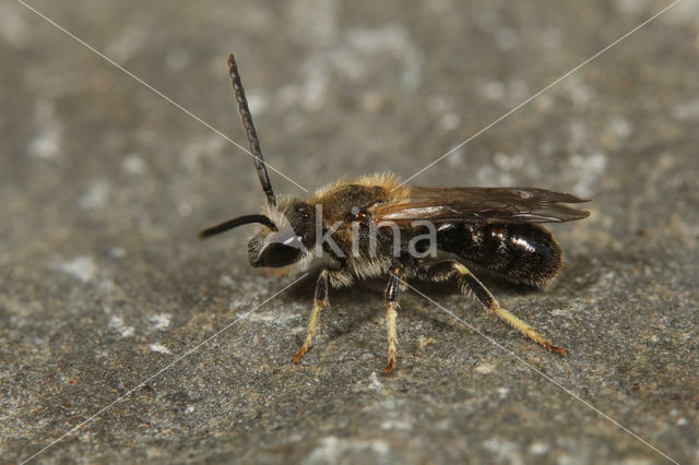 Gedoornde groefbij (Lasioglossum laevigatum)