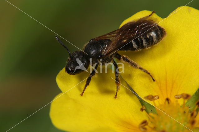 Breedbuikgroefbij (Lasioglossum lativentre)