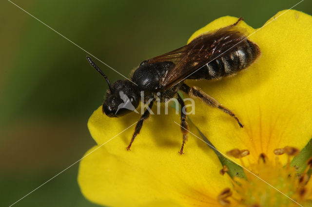 Lasioglossum lativentre