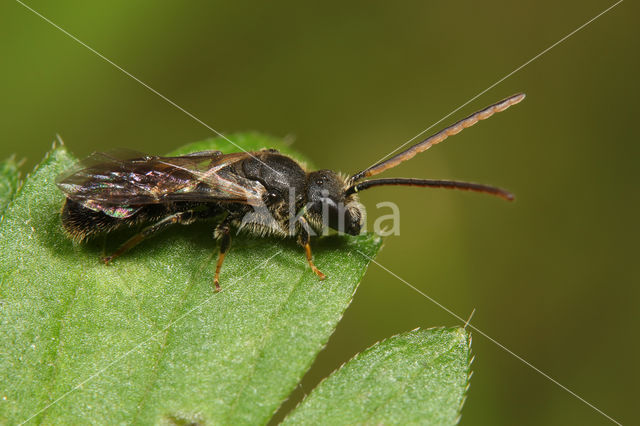 Lasioglossum subfulvicorne