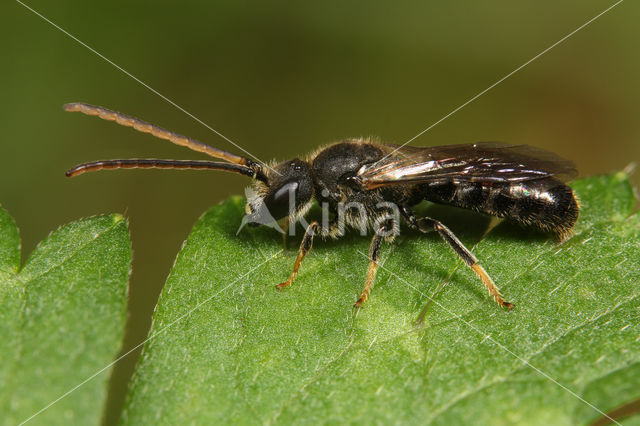 Lasioglossum subfulvicorne