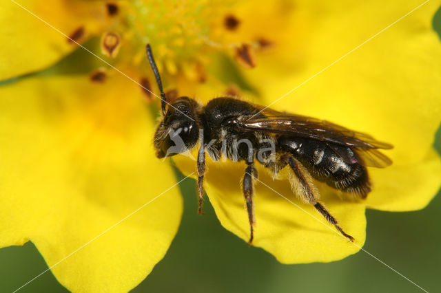 Andrena minutula