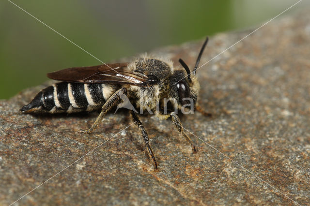 Rosse kegelbij (Coelioxys rufescens)