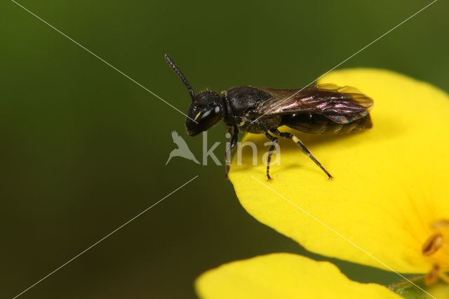 Gewone maskerbij (Hylaeus communis)