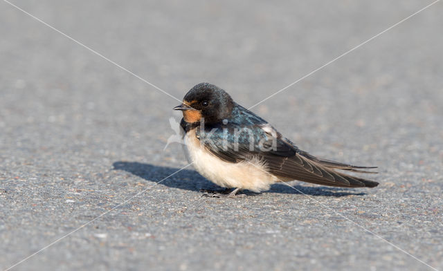 Boerenzwaluw (Hirundo rustica)