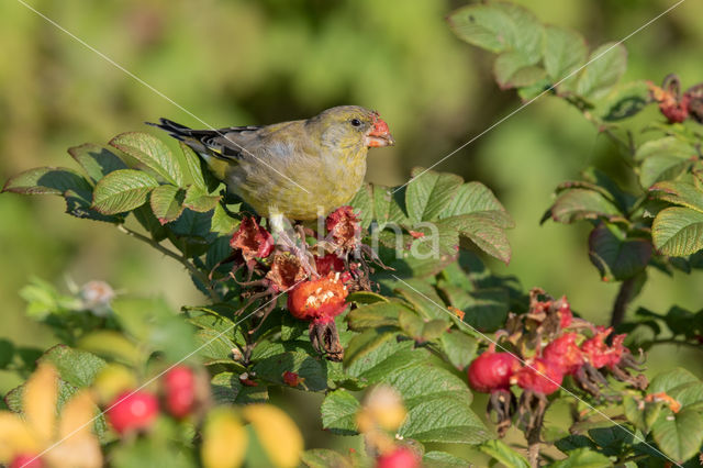 European Greenfinch (Carduelis chloris)