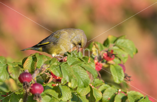 Groenling (Carduelis chloris)