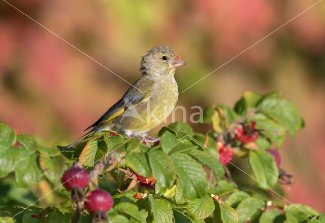 Groenling (Carduelis chloris)