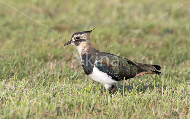 Lapwing (Vanellus vanellus)