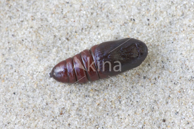 Pebble Prominent (Notodonta ziczac)