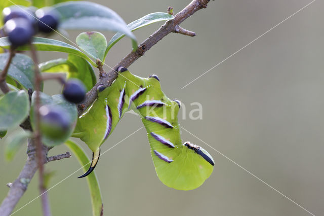 Privet Hawk-moth (Sphinx ligustri)