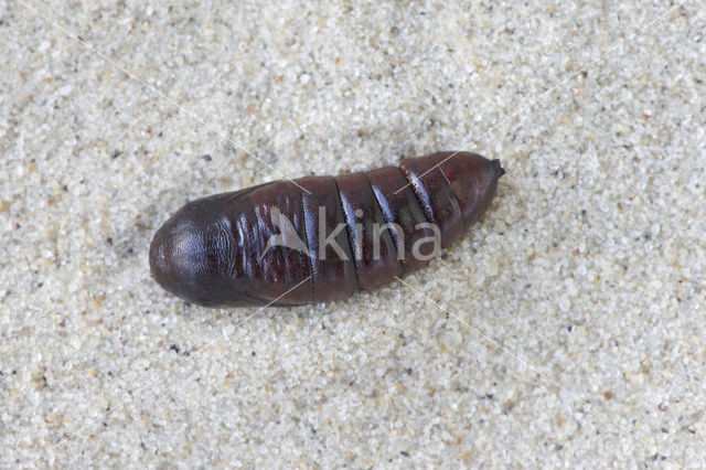 Pebble Prominent (Notodonta ziczac)