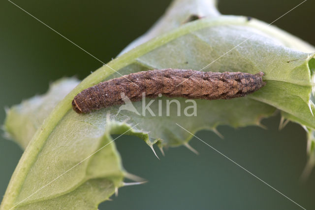 Mottled Rustic (Caradrina morpheus)