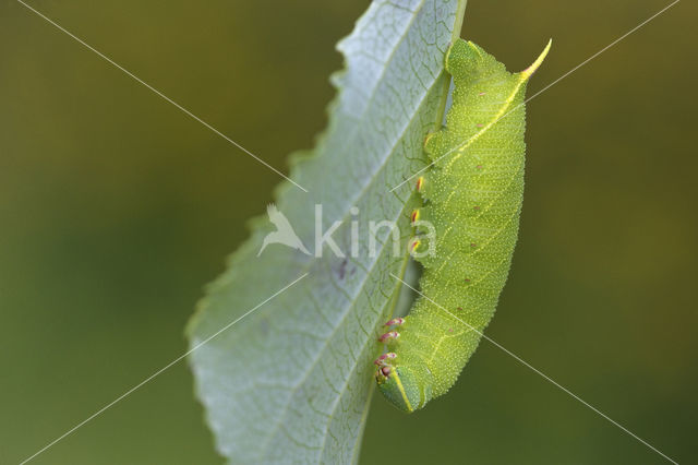 Poplar Hawk-moth (Laothoe populi)