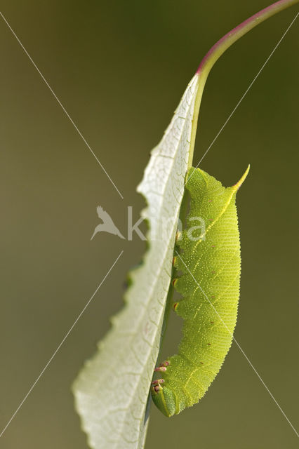 Poplar Hawk-moth (Laothoe populi)