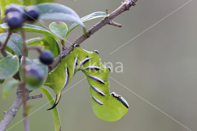 Privet Hawk-moth (Sphinx ligustri)