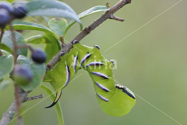 Ligusterpijlstaart (Sphinx ligustri)