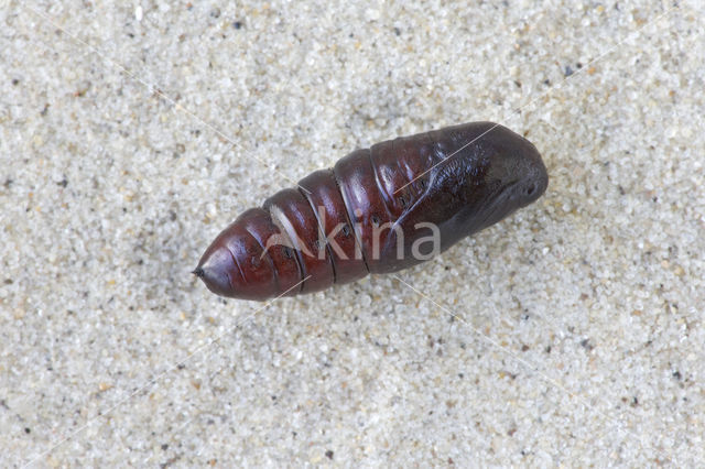 Pebble Prominent (Notodonta ziczac)