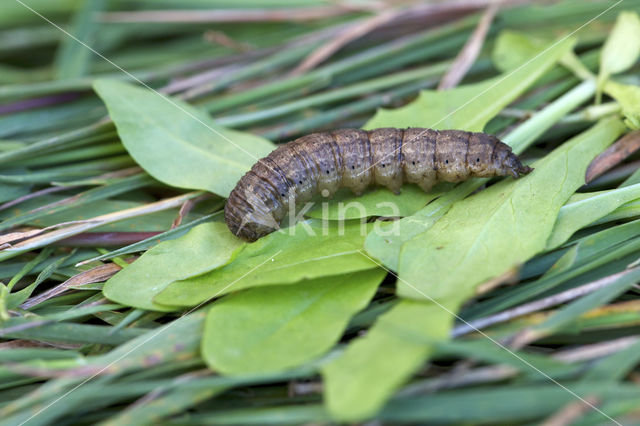 Shuttle-shaped Dart (Agrotis puta)