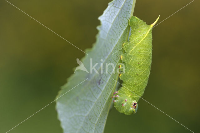 Poplar Hawk-moth (Laothoe populi)