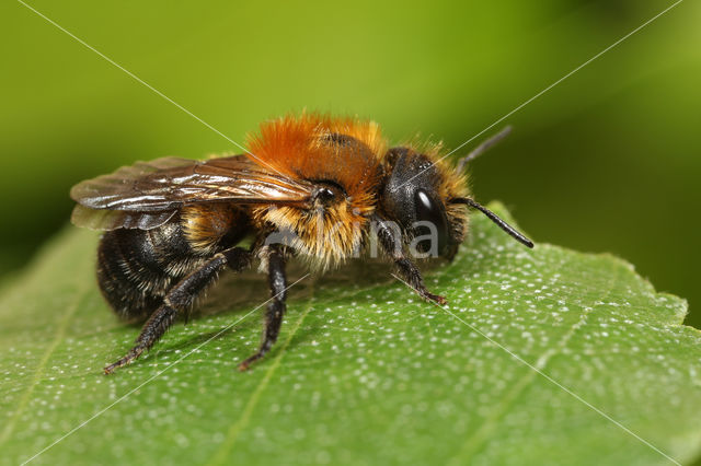 Bosmetselbij (Osmia uncinata)