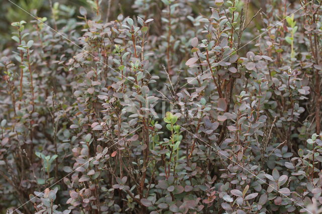 Bog Bilberry (Vaccinium uliginosum)