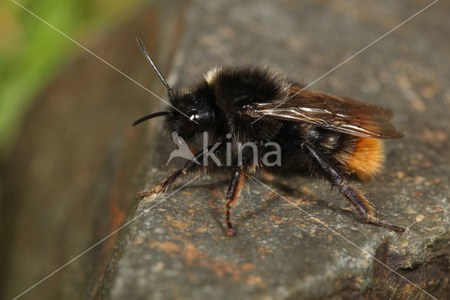 Hill cuckoo bee (Bombus rupestris)
