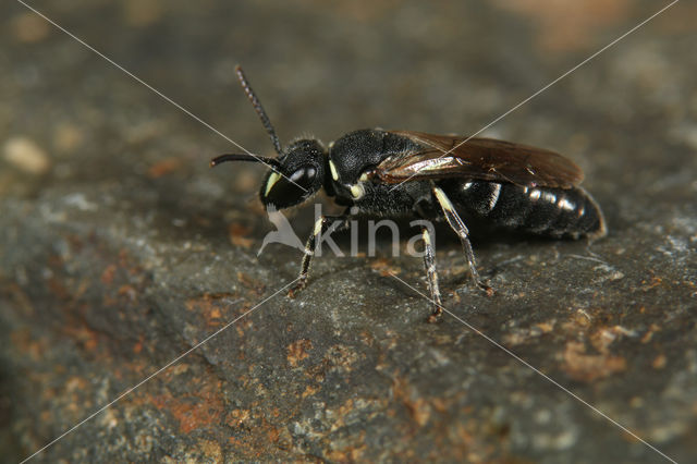 Hylaeus hyalinatus