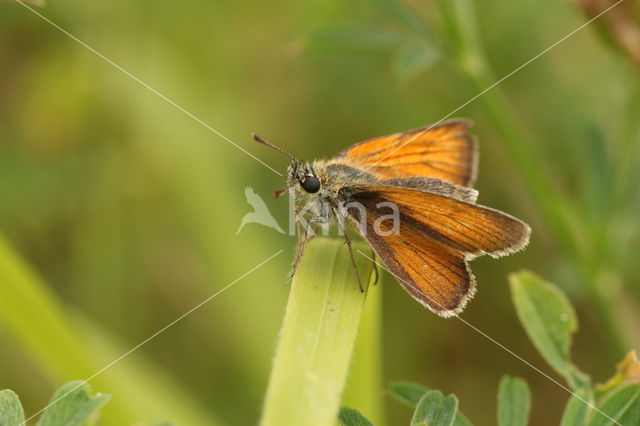 Geelsprietdikkopje (Thymelicus sylvestris)