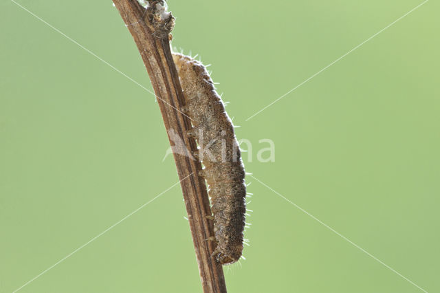 Mottled Rustic (Caradrina morpheus)