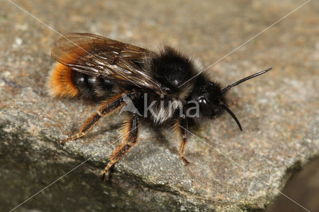 Hill cuckoo bee (Bombus rupestris)