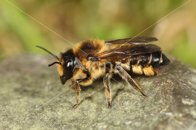 Klaverbehangersbij (Megachile ligniseca)