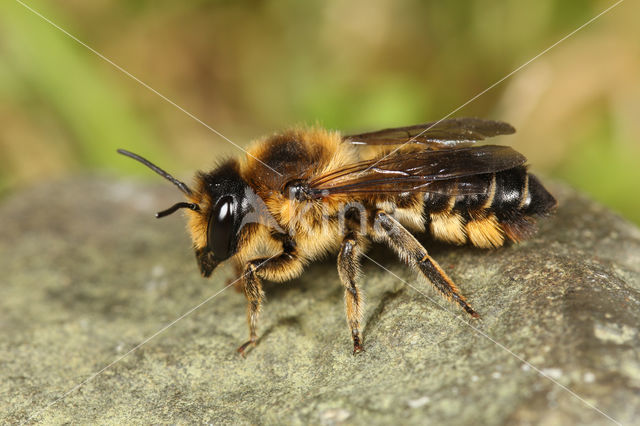 Wood-Carving Leaf-Cutter Bee (Megachile ligniseca)