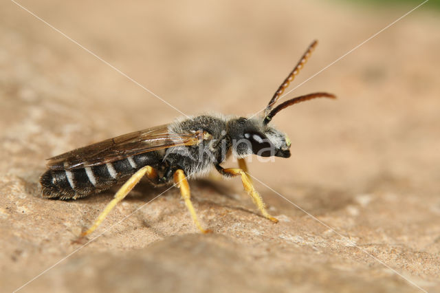 Halictus simplex