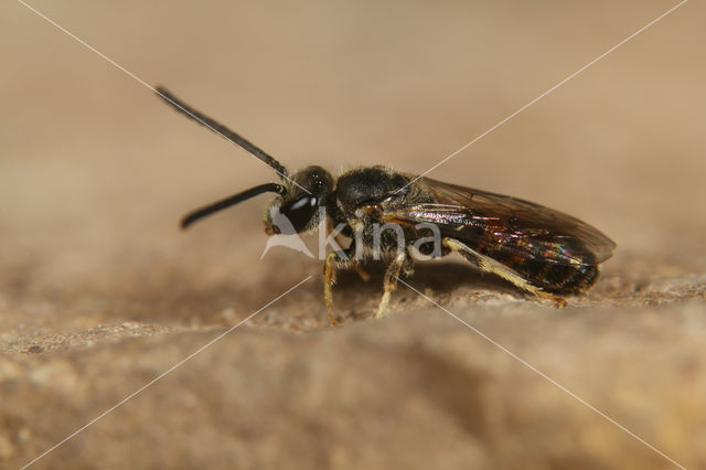 Breedkaakgroefbij (Lasioglossum laticeps)