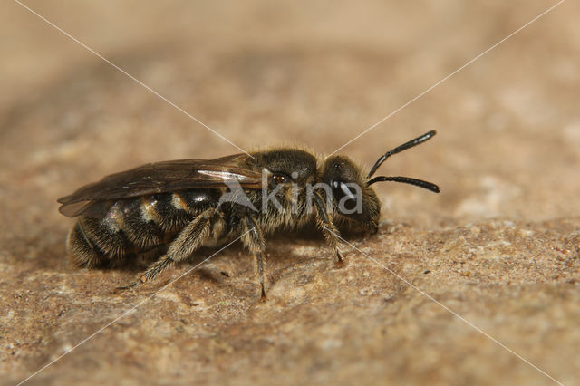 Schoorsteengroefbij (Lasioglossum lineare)