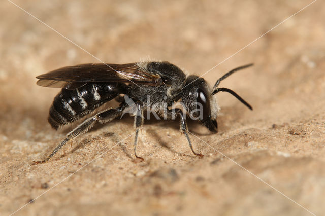 Grote Bandgroefbij (Lasioglossum majus)