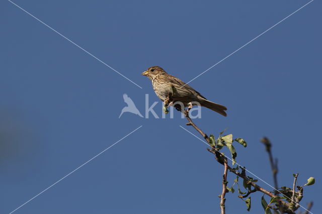 Corn Bunting (Miliaria calandra)