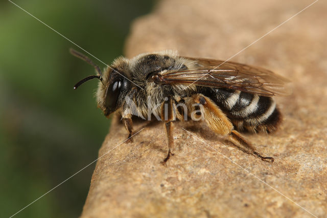 Andrena intermedia