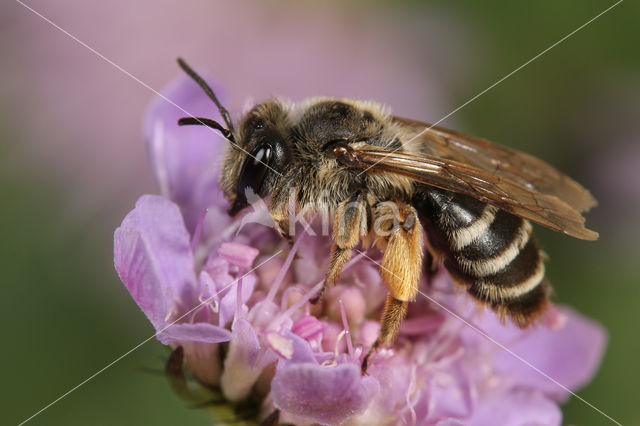 Noordelijke klaverzandbij (Andrena intermedia)