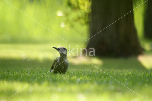 Eurasian Green Woodpecker (Picus viridis)