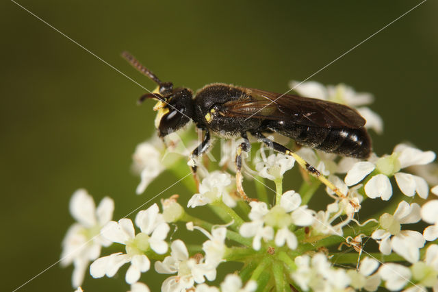 Rinks maskerbij (Hylaeus rinki)